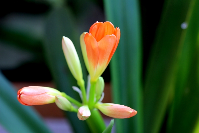 1月26日の誕生日花