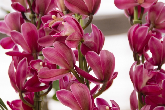 1月17日の誕生日花