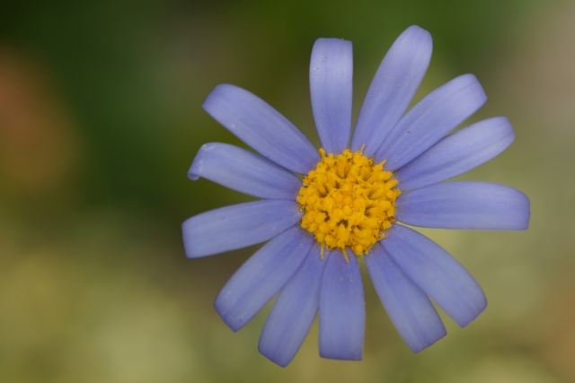 1月27日の誕生日花