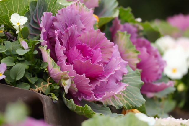 1月2日の誕生日花ハボタン