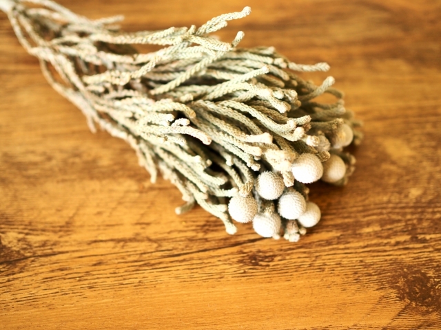 1月19日の誕生日花