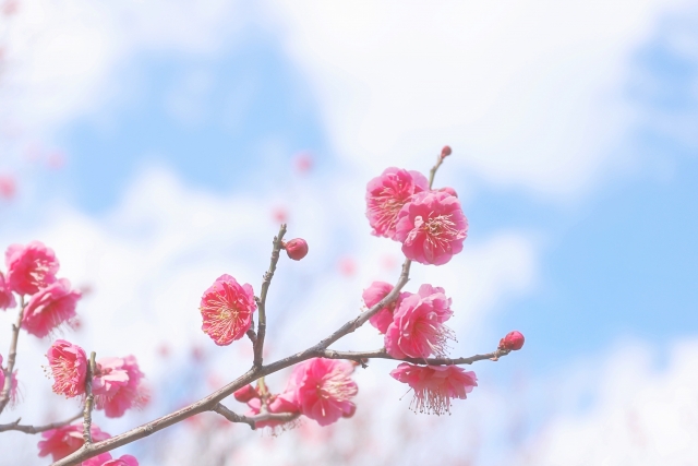 1月7日の誕生日花ウメ