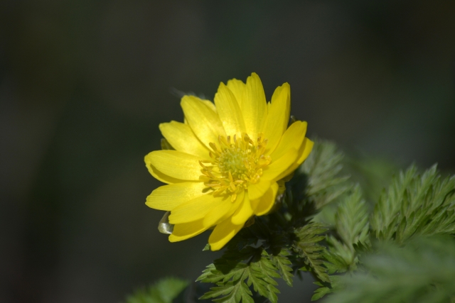 1月10日の誕生日花