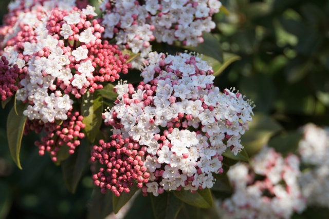 1月23日の誕生日花