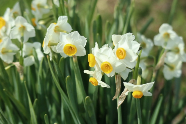 1月3日の誕生日花スイセン