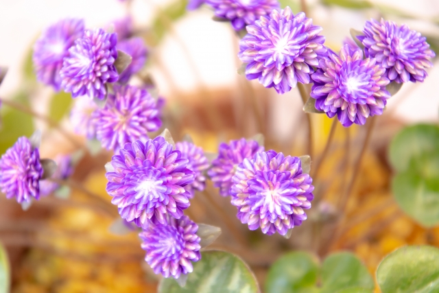 1月5日の誕生日花ユキワリソウ