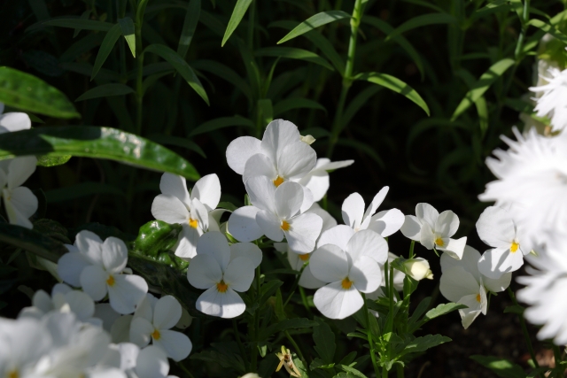 1月28日の誕生日花