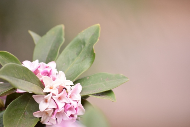 1月16日の誕生日花