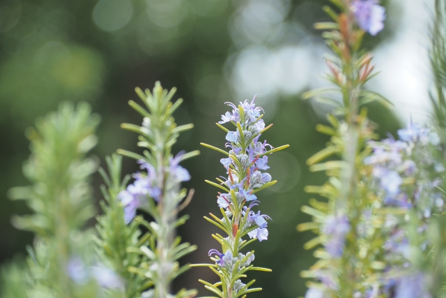 1月13日の誕生日花