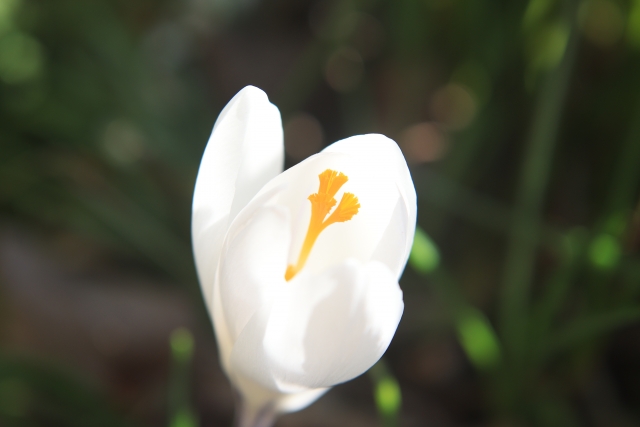 1月5日の誕生日花クロッカス