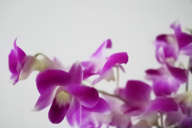 1月6日の誕生日花デンファレ