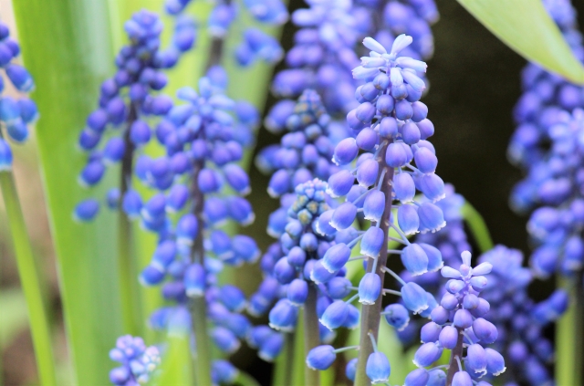 2月2日の誕生日花