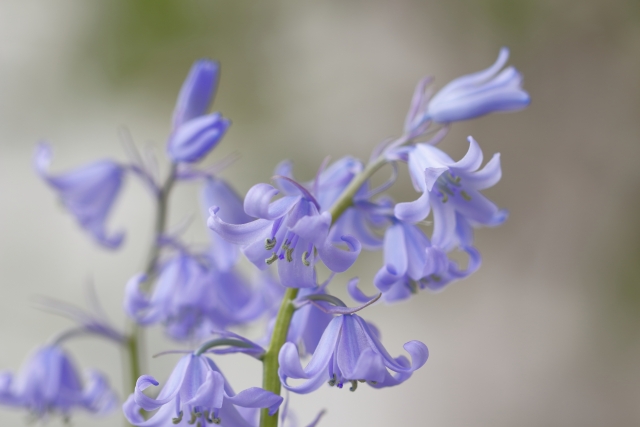 1月24日の誕生日花