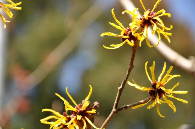 1月6日の誕生日花マンサク