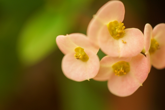 1月24日の誕生日花