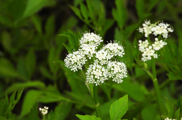 1月7日の誕生日花セリ