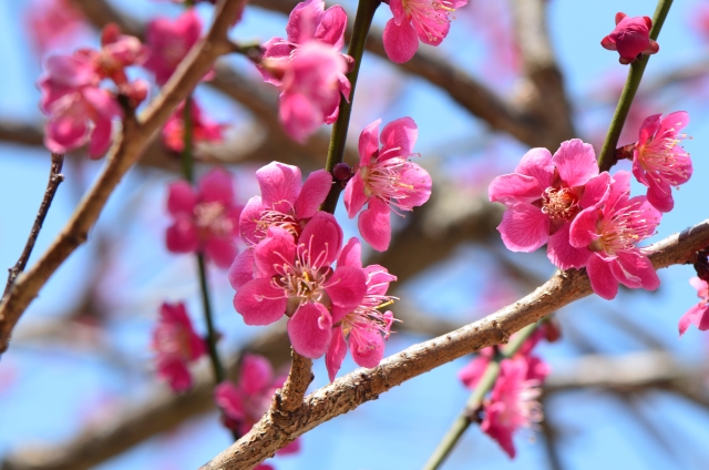 1月24日の誕生日花