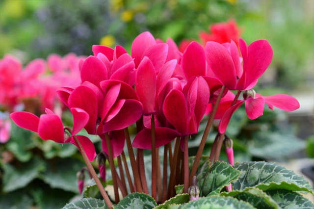 1月14日の誕生日花