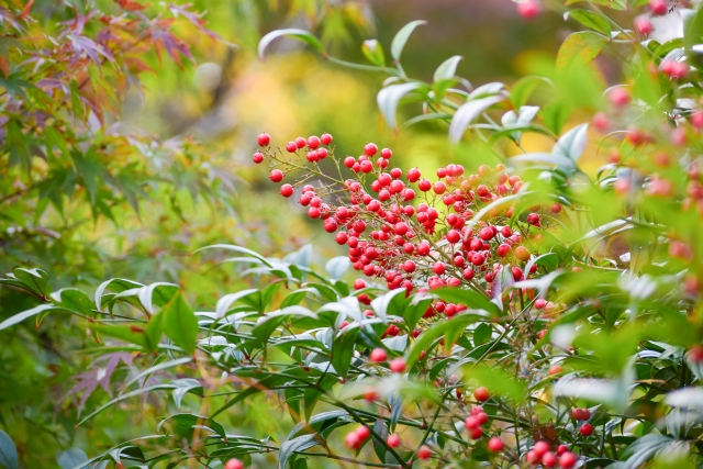 1月9日の誕生日花