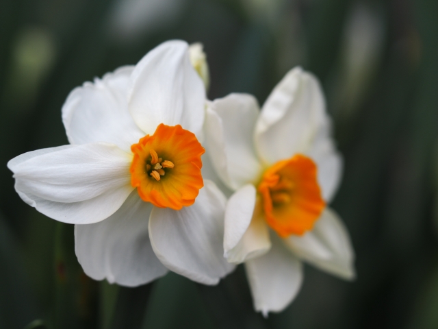 1月20日の誕生日花