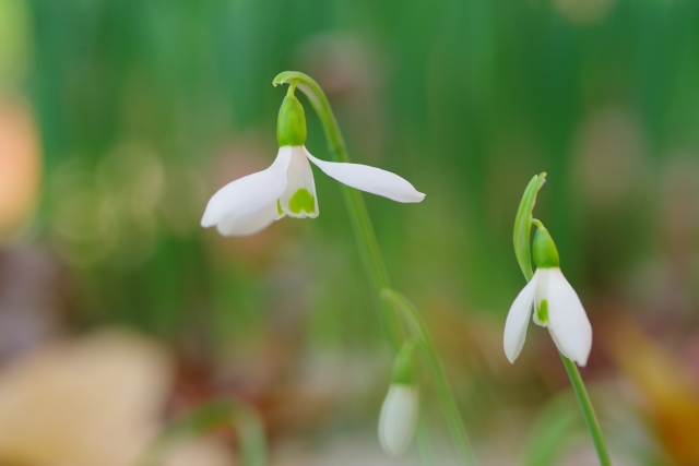 1月22日の誕生日花