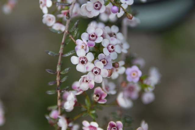 1月19日の誕生日花