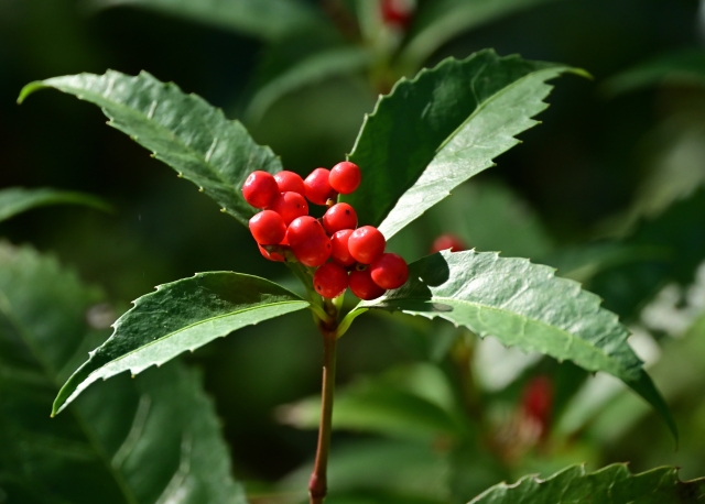 1月11日の誕生日花