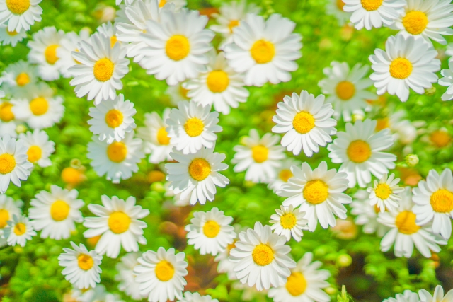 1月9日の誕生日花