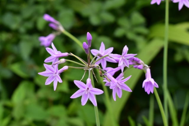 1月30日の誕生日花