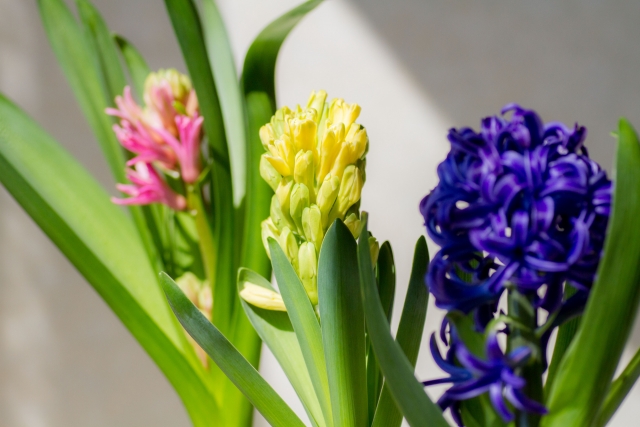 1月4日の誕生日花ヒヤシンス