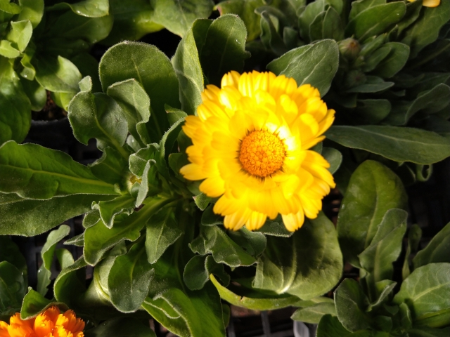 1月12日の誕生日花