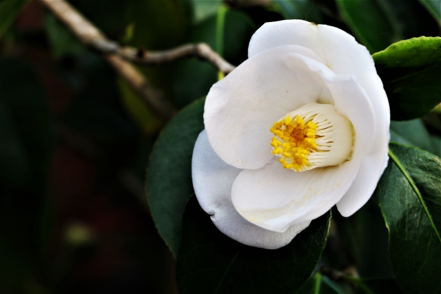 1月25日の誕生日花