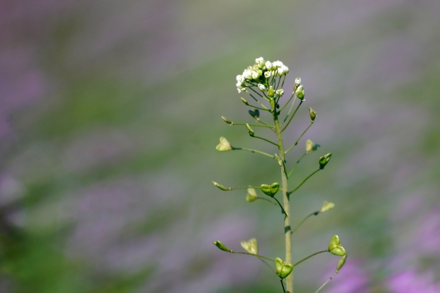 1月17日の誕生日花