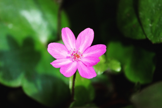 1月18日の誕生日花