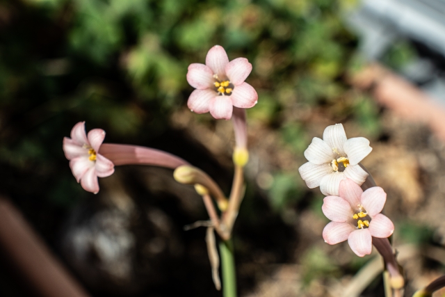 1月22日の誕生日花