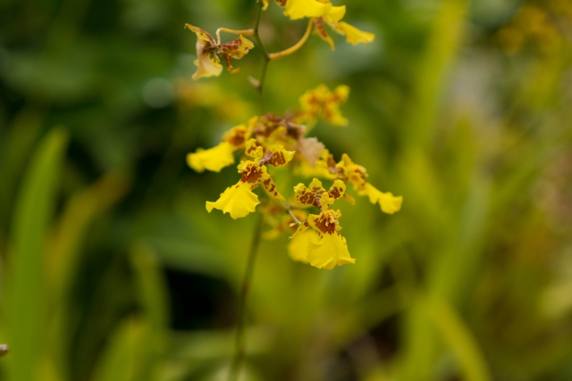 1月31日の誕生日花