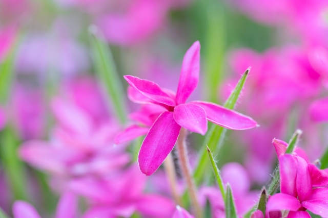 1月23日の誕生日花