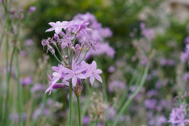 1月13日の誕生日花