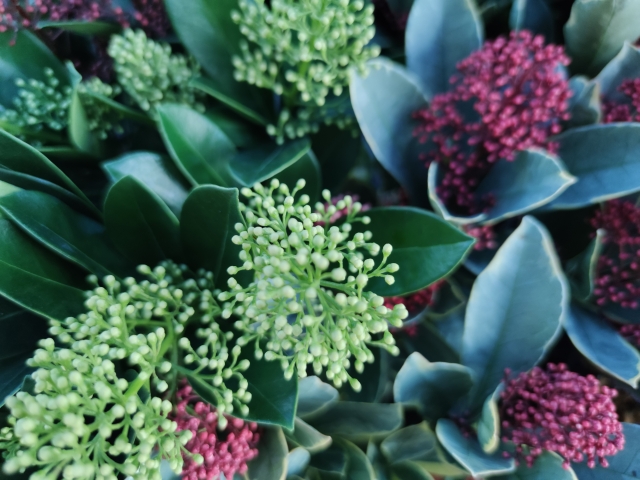 1月24日の誕生日花