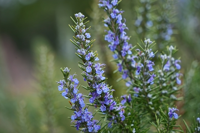 1月21日の誕生日花