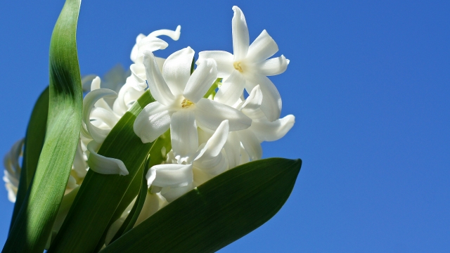 1月7日の誕生日花ヒヤシンス