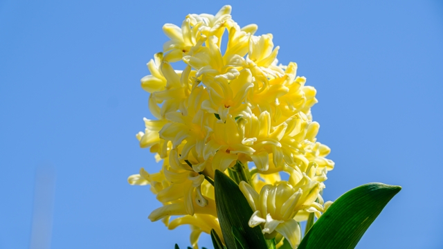 1月16日の誕生日花