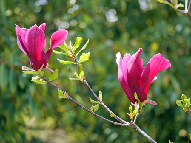 1月8日の誕生日花モクレン