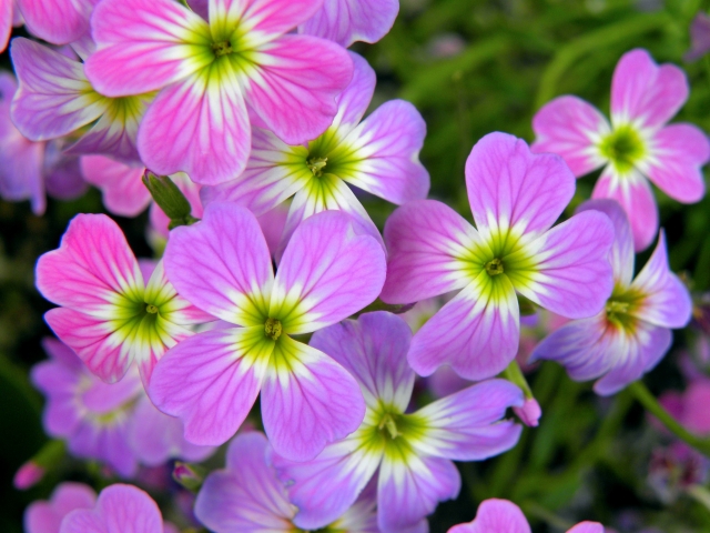 1月26日の誕生日花