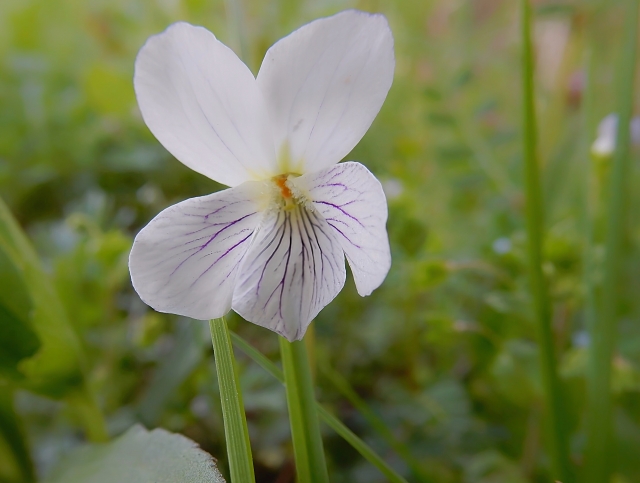 1月15日の誕生日花