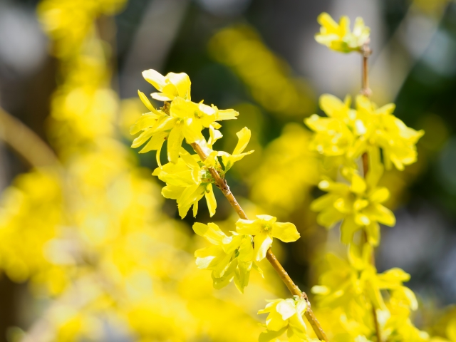 1月10日の誕生日花