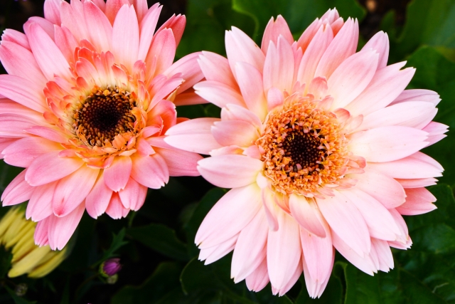 1月22日の誕生日花