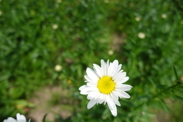 1月4日の誕生日花デージー(白)