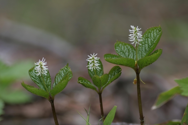 1月9日の誕生日花