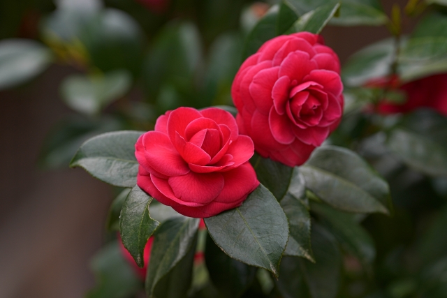 1月27日の誕生日花